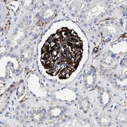 OLFML2A Antibody, Novus Biologicals 0.1mL; Unlabeled:Antibodies, Polyclonal